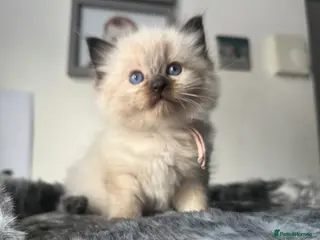 Ragdoll cats Beautiful ragdoll kittens - Advert 15