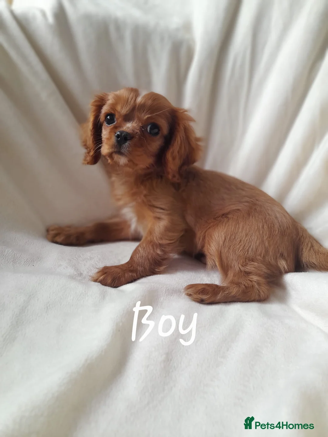 Cavalier King Charles Spaniel dogs for sale: King charles cavalier Pups - Advert 18