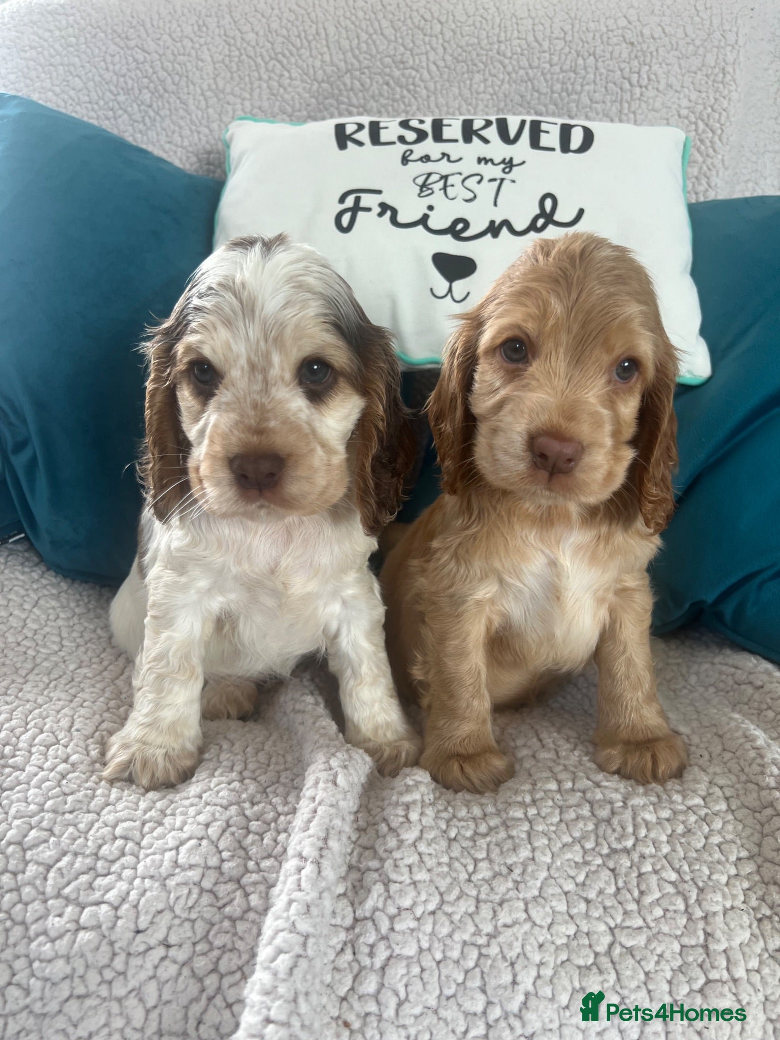 Cocker Spaniel dogs for sale: 🐶💙READY NOW💝🐶 show type KC health tested.   - Advert 1