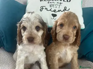 Cocker Spaniel dogs for sale: 🐶💙READY NOW💝🐶 show type KC health tested. - Advert 1
