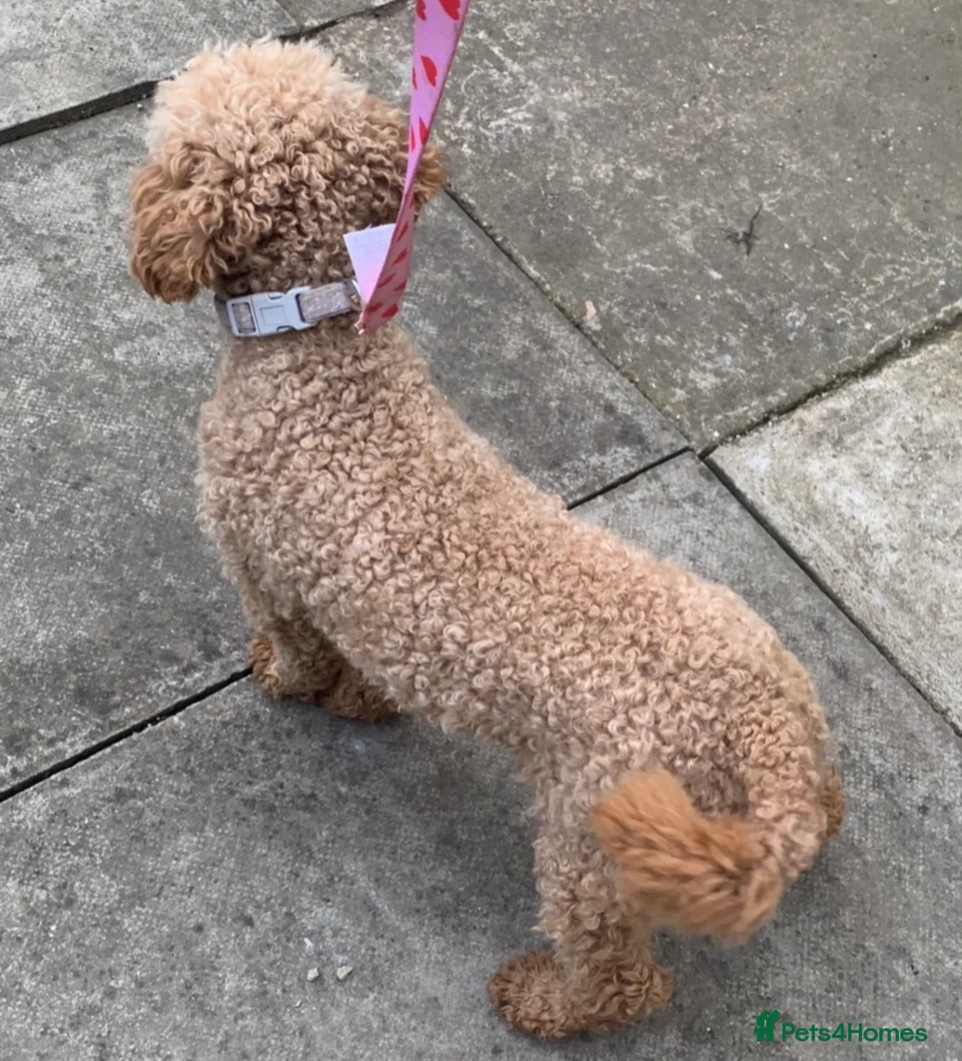 Maltipoo dogs for sale: Maltipoo puppys 2 left now in Bicester - Advert 13