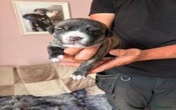 Mixed Breed dogs for sale: Cane corso x rottie - Image 14