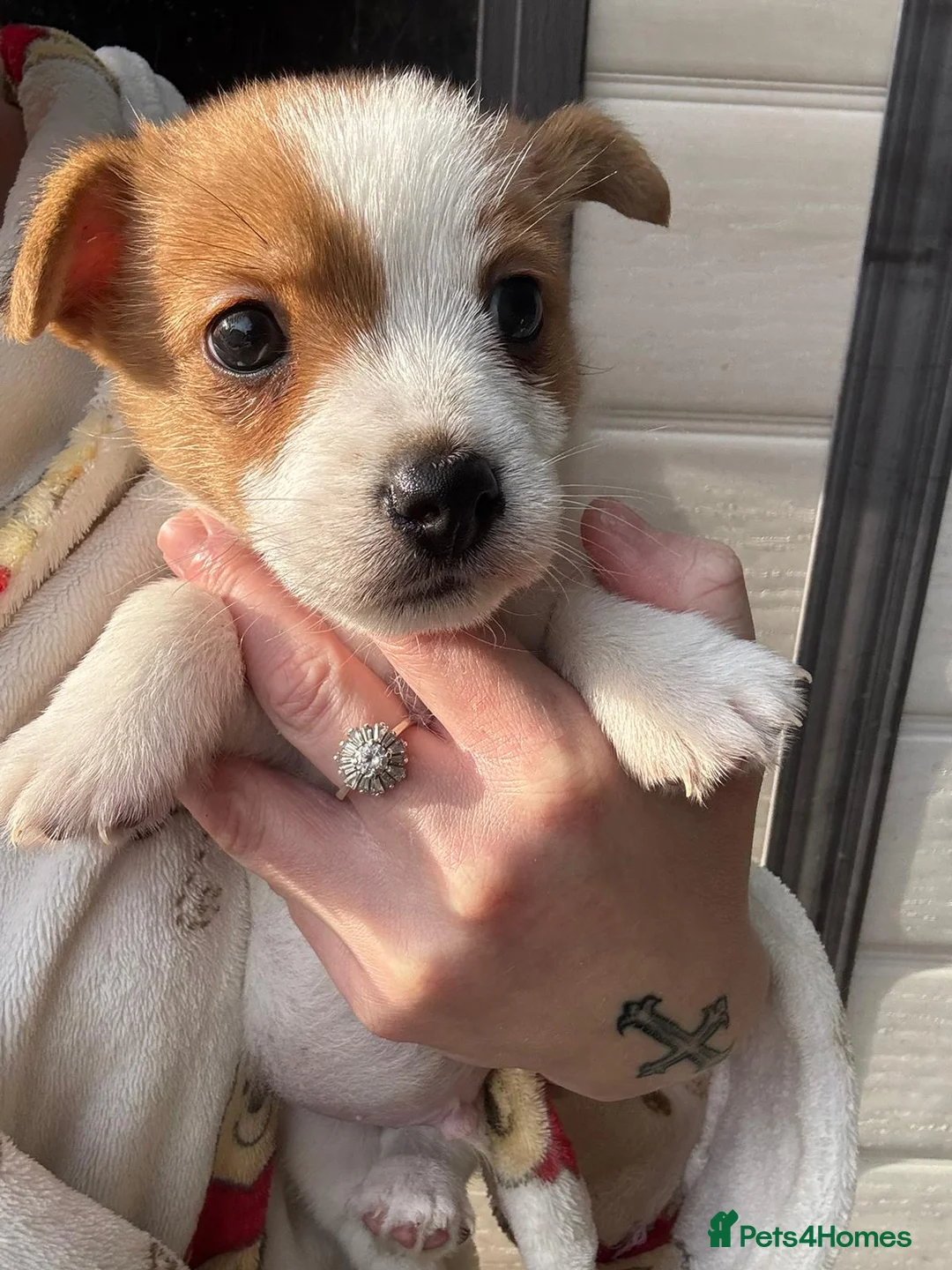 Jack Russell dogs for sale: Beautiful miniature jack russell boy  in Chelmsford - Advert 3