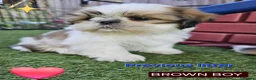 Shih Tzu dogs for sale: 🐶🐾EXCEPTIONAL PURE STANDARD SHIH TZU PUPPIES🐾🐶 - Advert 3