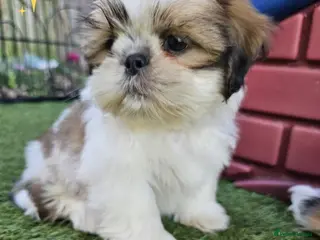 Shih Tzu dogs 🐶🐾EXCEPTIONAL PURE STANDARD SHIH TZU PUPPIES🐾🐶 - Advert 17