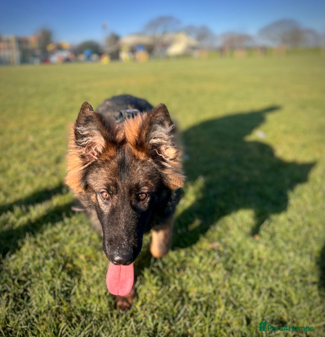 German Shepherd dogs for sale: beautiful male gsd 7 months  - Advert 7