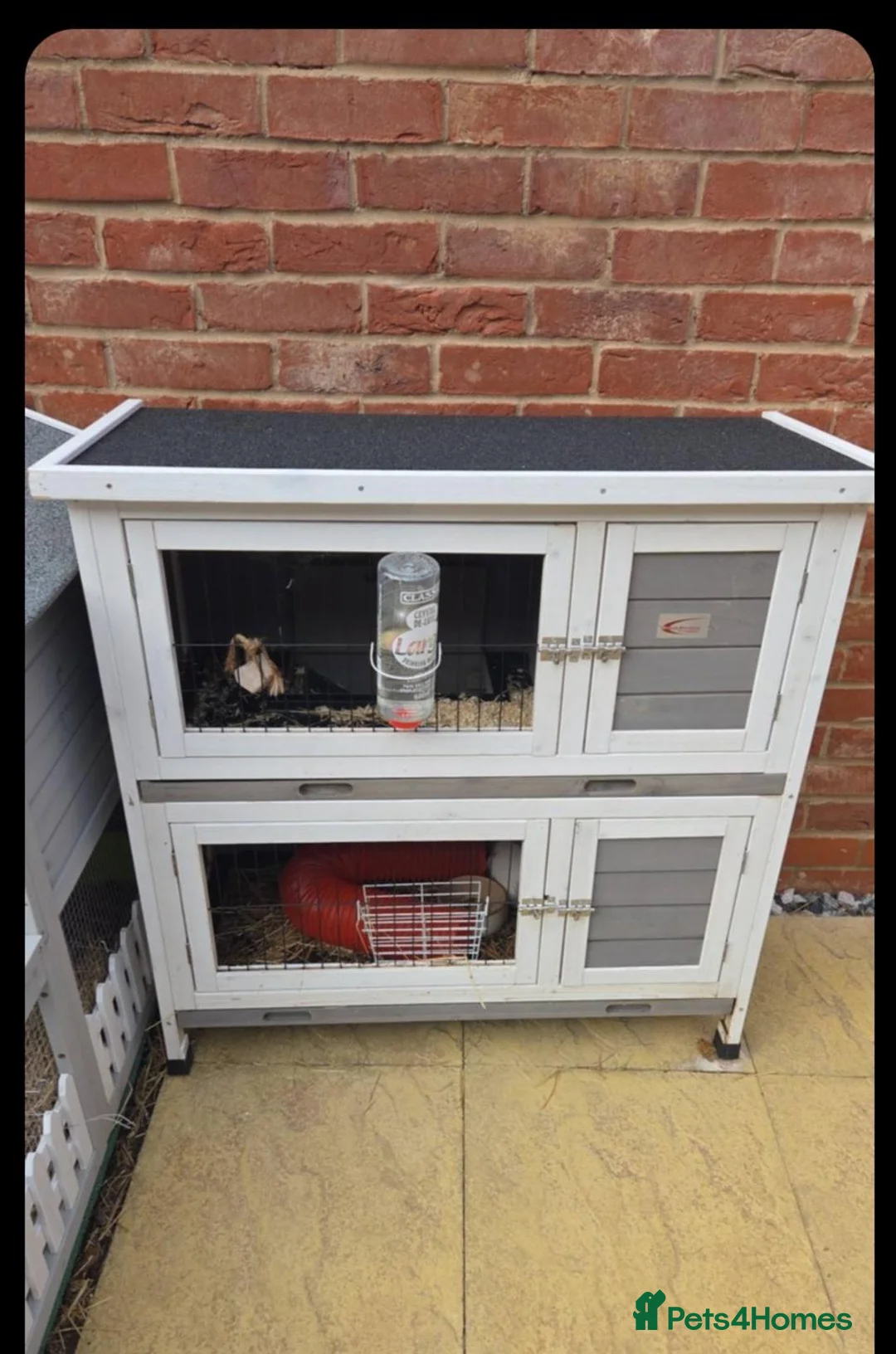 Guinea Pig rodents for sale: X2 male 3 month old guinea pigs with hutch etc in Huntingdon - Advert 4