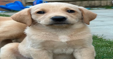Labrador Retriever dogs in Tidworth - Advert 1
