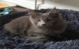Maine Coon cats for sale: Maine coon pedigree kittens  - Image 4