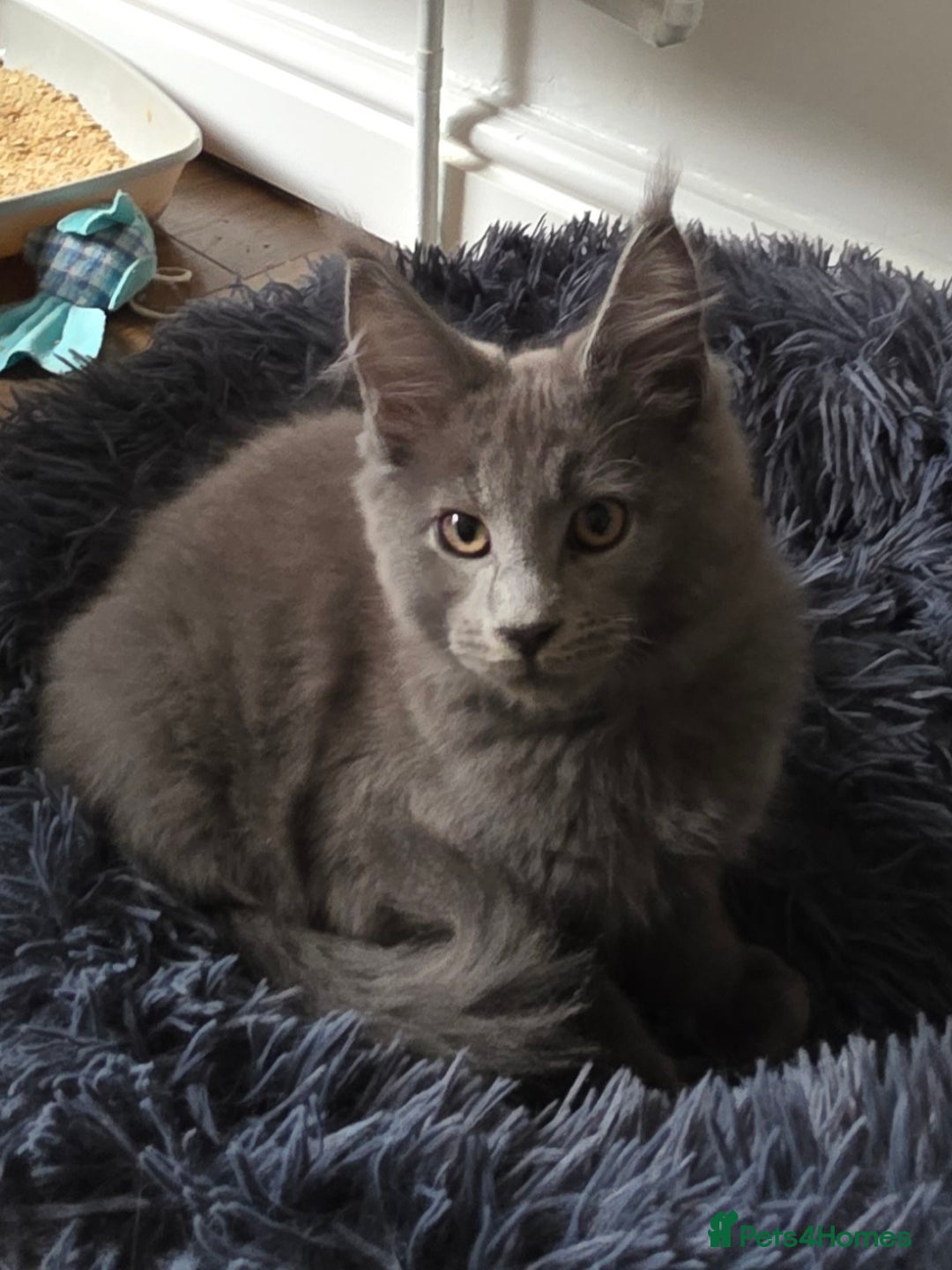 Maine Coon cats for sale: Maine coon pedigree kittens  - Image 4