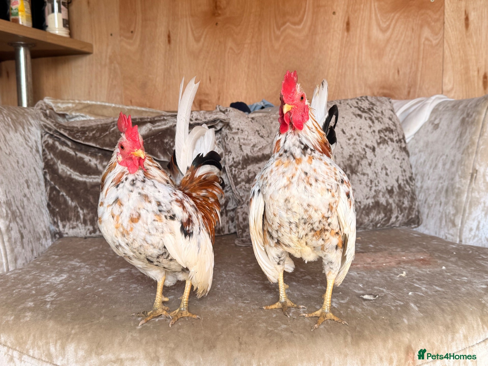 Chickens poultry Two serama cockerels for sale - Advert 3