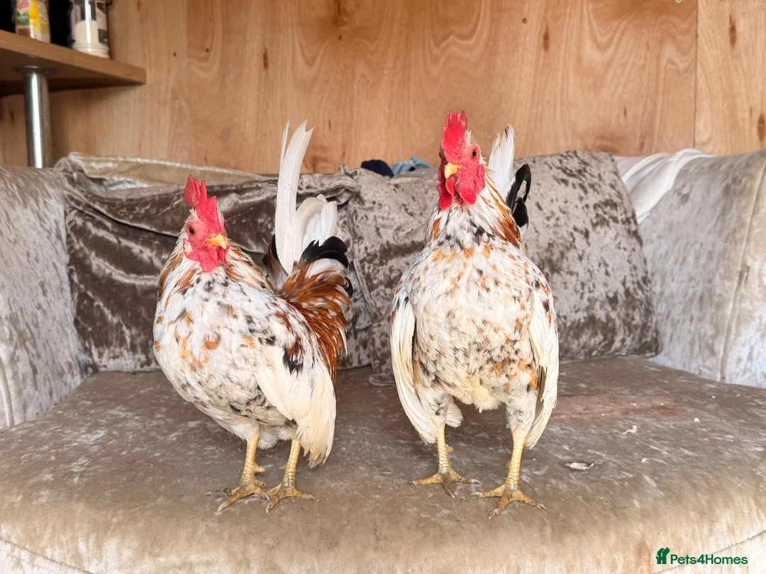 Chickens poultry for sale: Two serama cockerels for sale - Advert 1