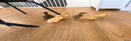 Ducks poultry for sale: 6 Indian runner ducks  in Nuneaton - Advert 4