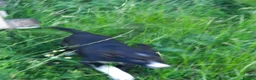 Border Collie dogs for sale: 4 adorable puppies for sale - Advert 20