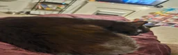 Domestic Shorthair cats for sale: Female Cat- Maeve - Advert 13