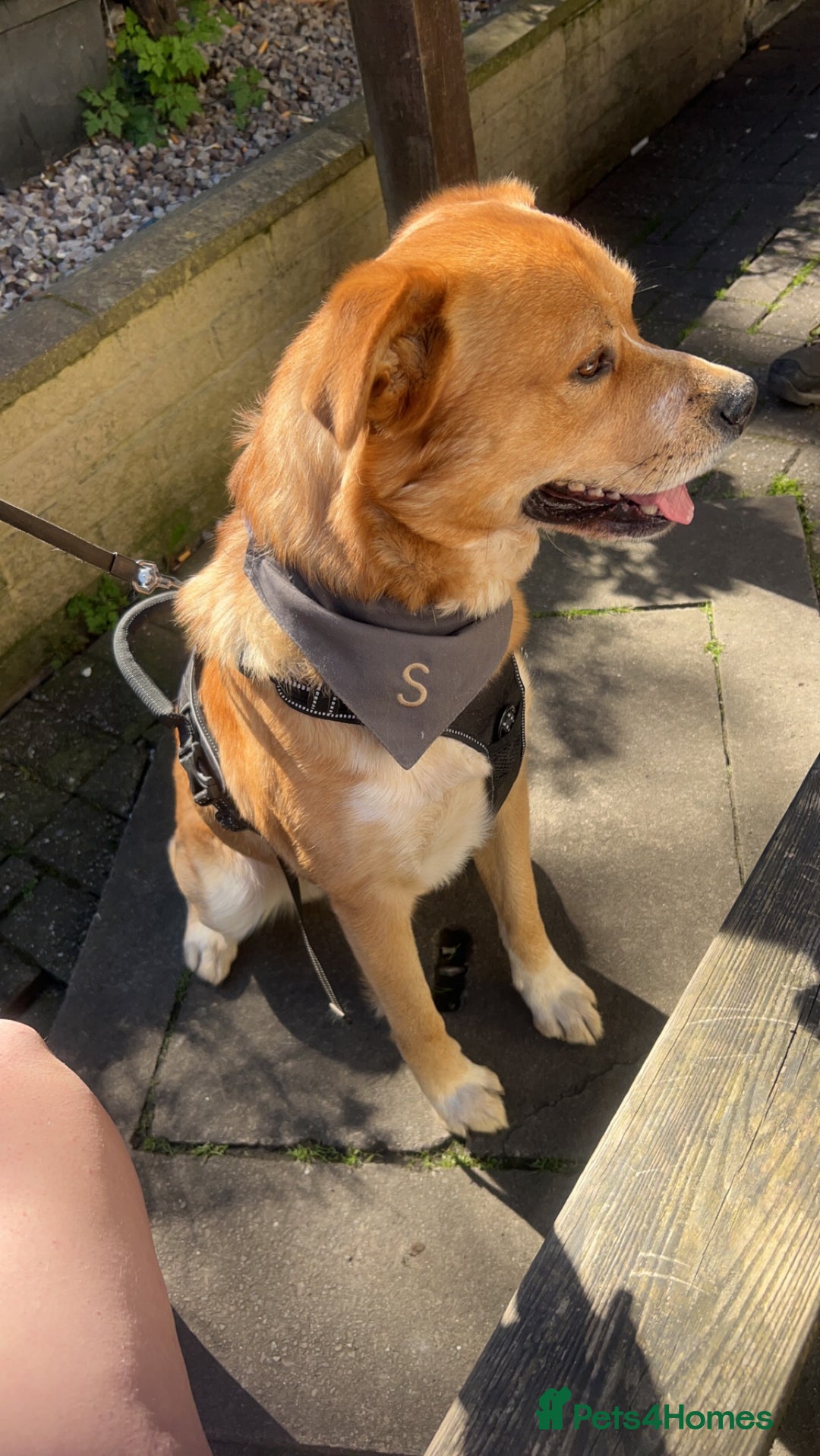 Mixed Breed dogs for sale: 6YO mixed breed for sale - Image 3