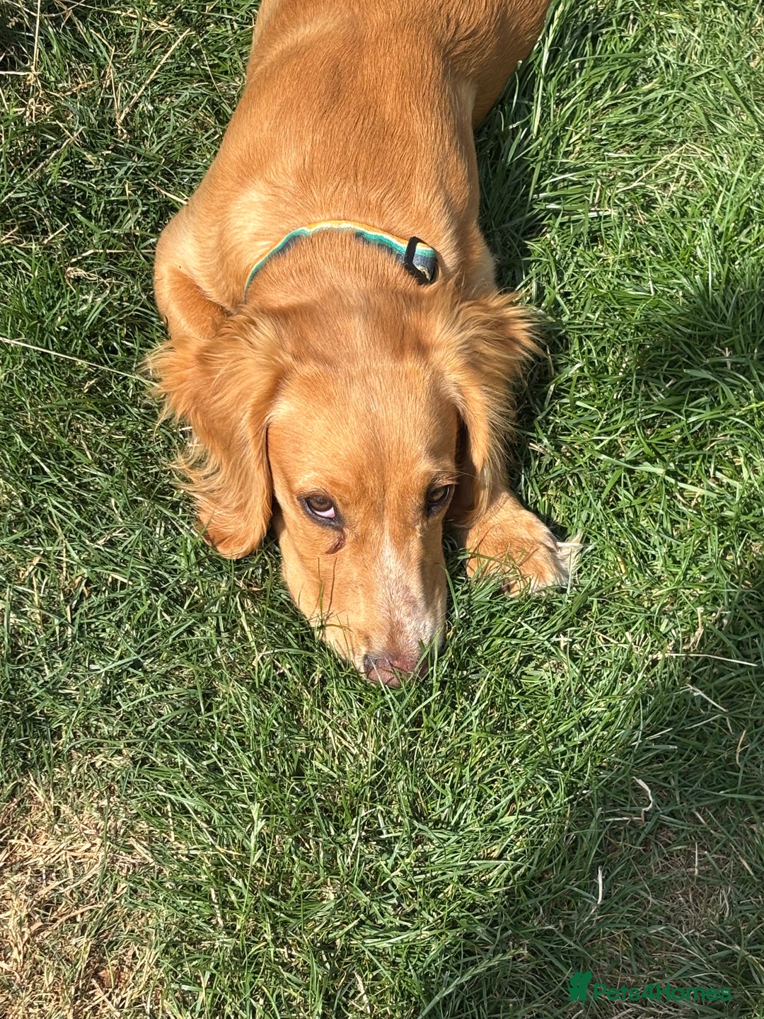 Cocker Spaniel dogs for sale: Male Working Cocker Spaniel - Advert 3