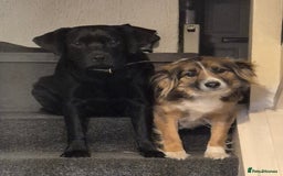Borador dogs for sale: Border collie cross labrador puppies - Image 6
