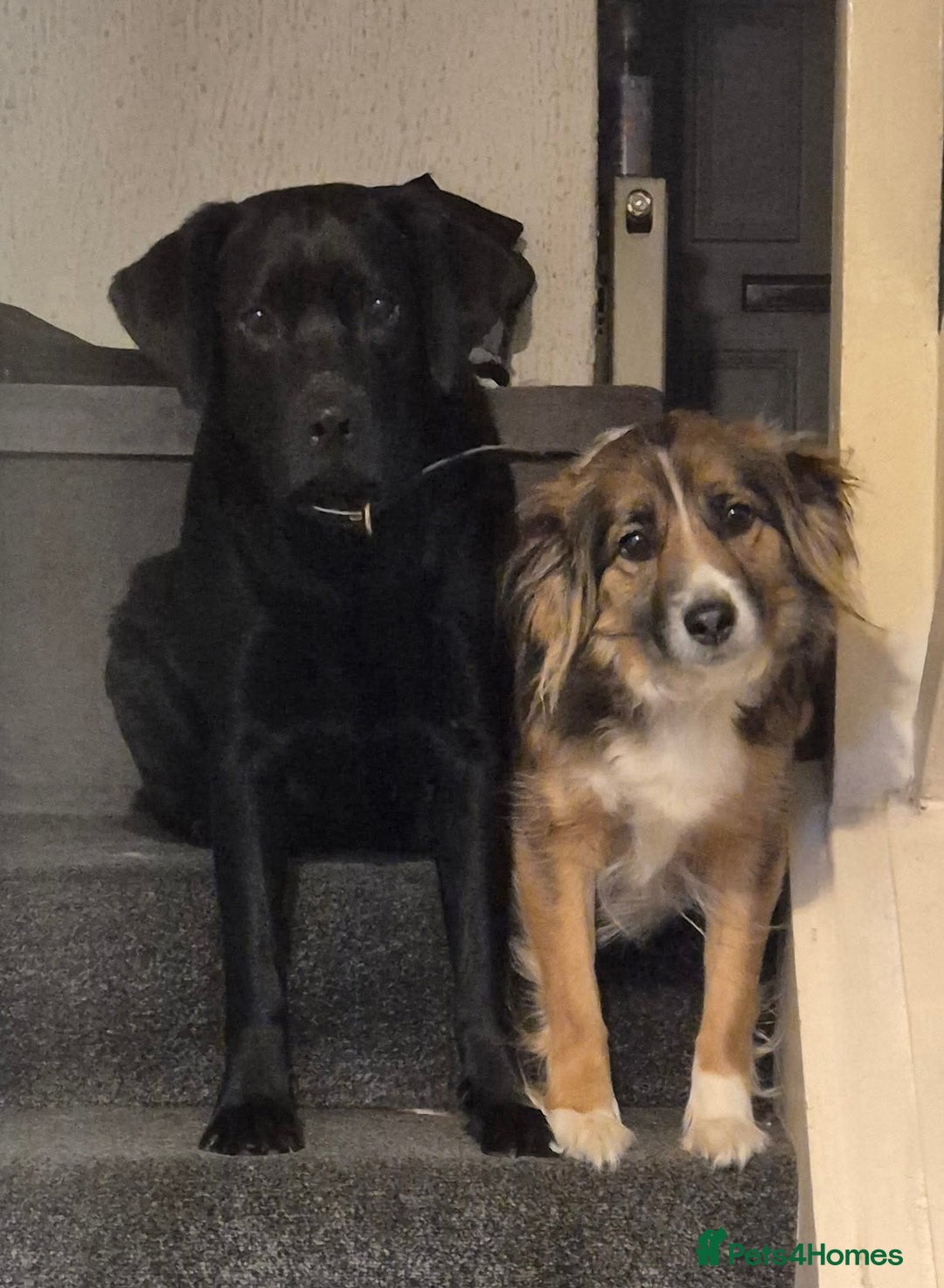 Borador dogs for sale: Border collie cross labrador puppies - Image 6