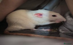 Rat rodents for sale: 2 Dumbo Rats for Rehoming - Image 5