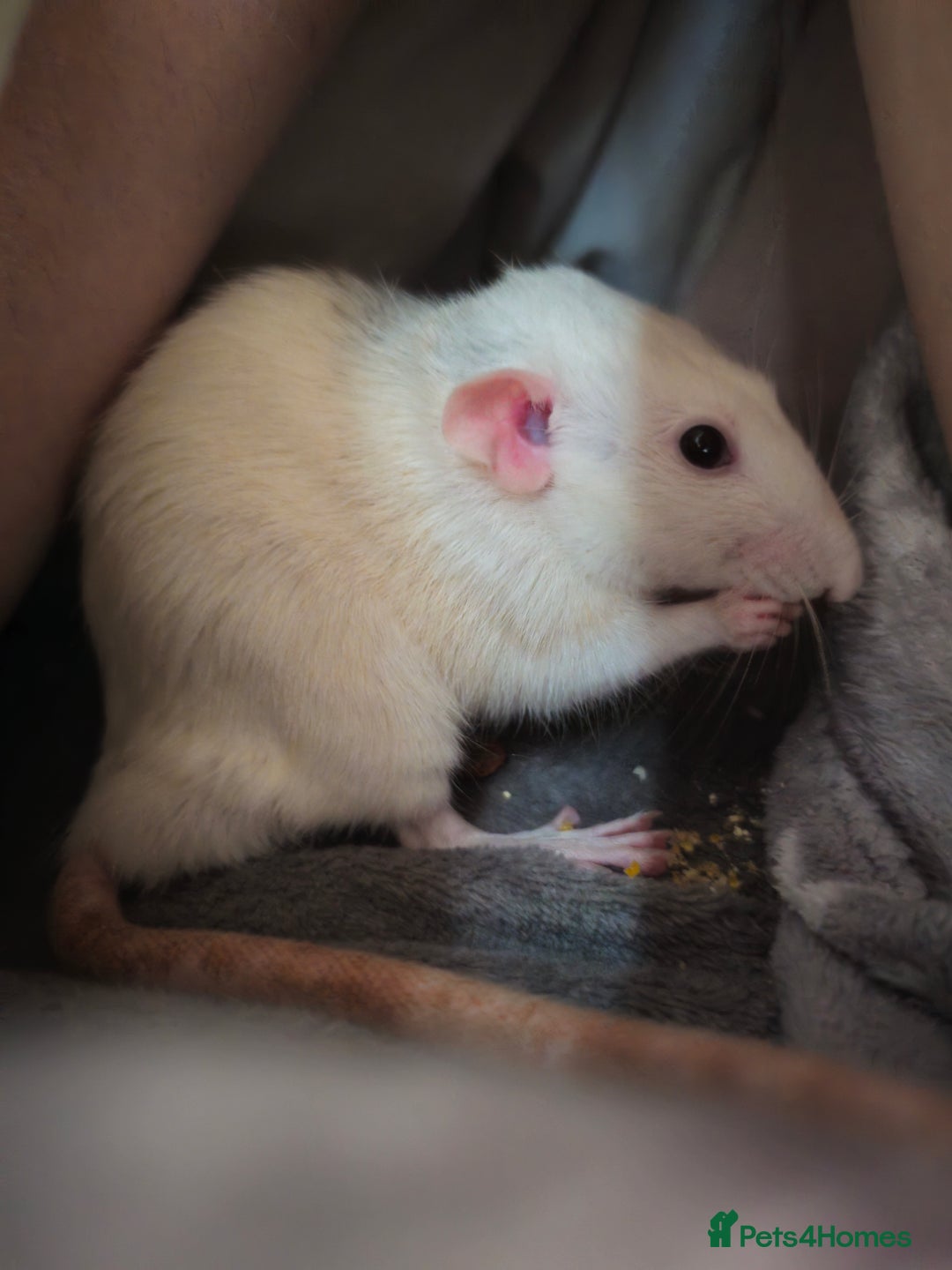 Rat rodents for sale: 2 Dumbo Rats for Rehoming - Image 5