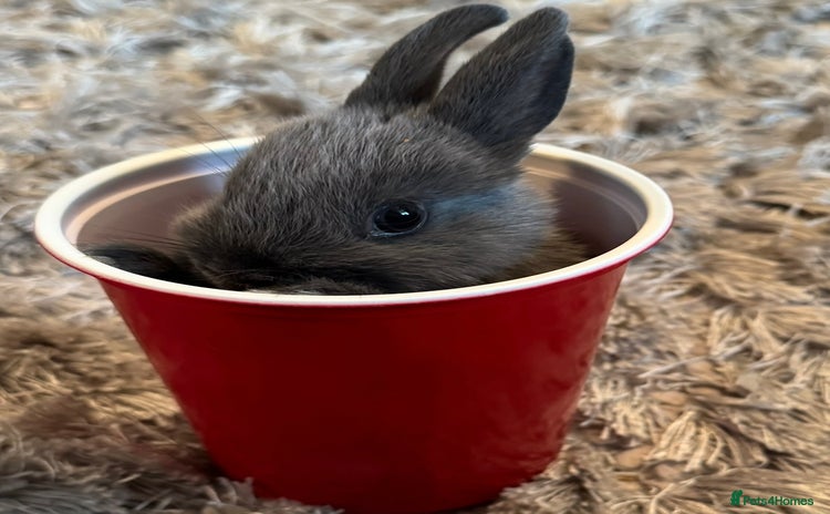 Netherland Dwarf rabbits - Advert 3