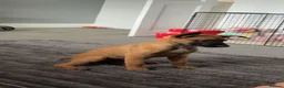 Belgian Shepherd Dog dogs for sale: Female Belgian malinois puppy  in Choppington - Advert 3