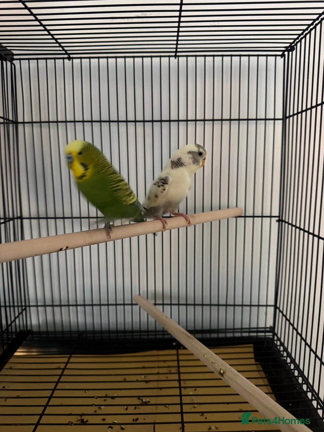 Budgerigars birds for sale: Mixed young budgies  - Advert 3