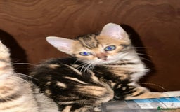 Bengal cats for sale: Snow Lynx, Marble & Brown Rosette Bengals - Image 14