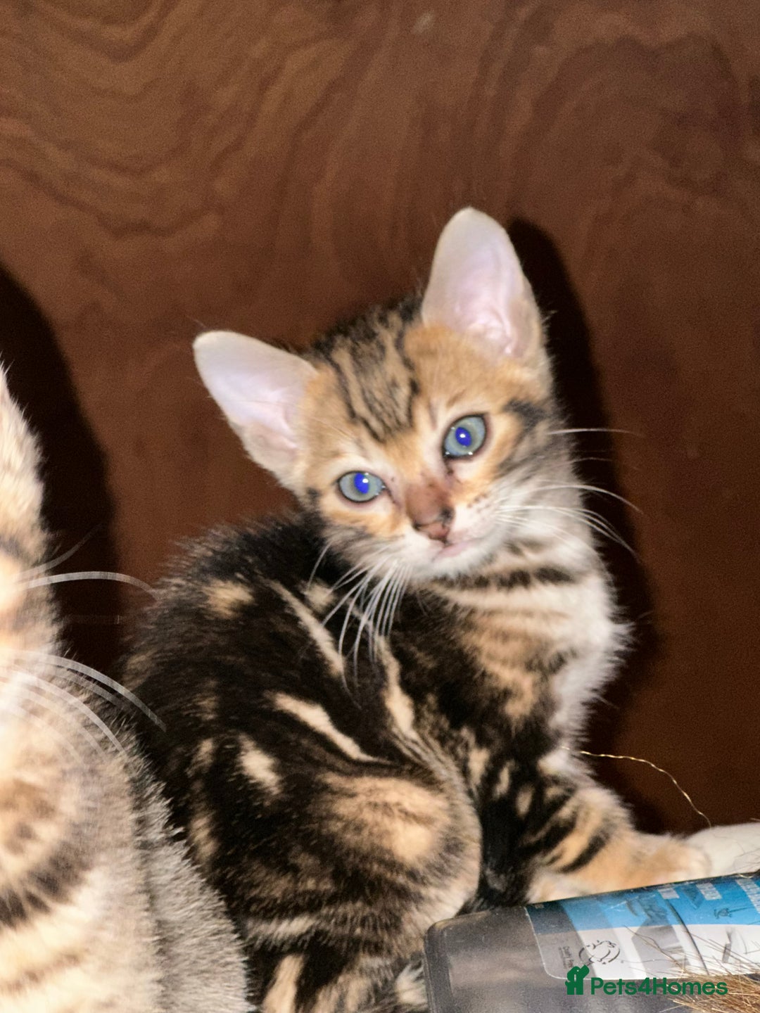 Bengal cats for sale: Snow Lynx, Marble & Brown Rosette Bengals - Image 14
