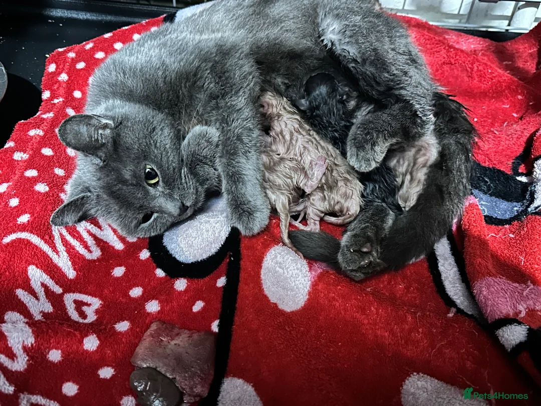Ragdoll cats for sale: Stunning ragdoll x kittens - Advert 9