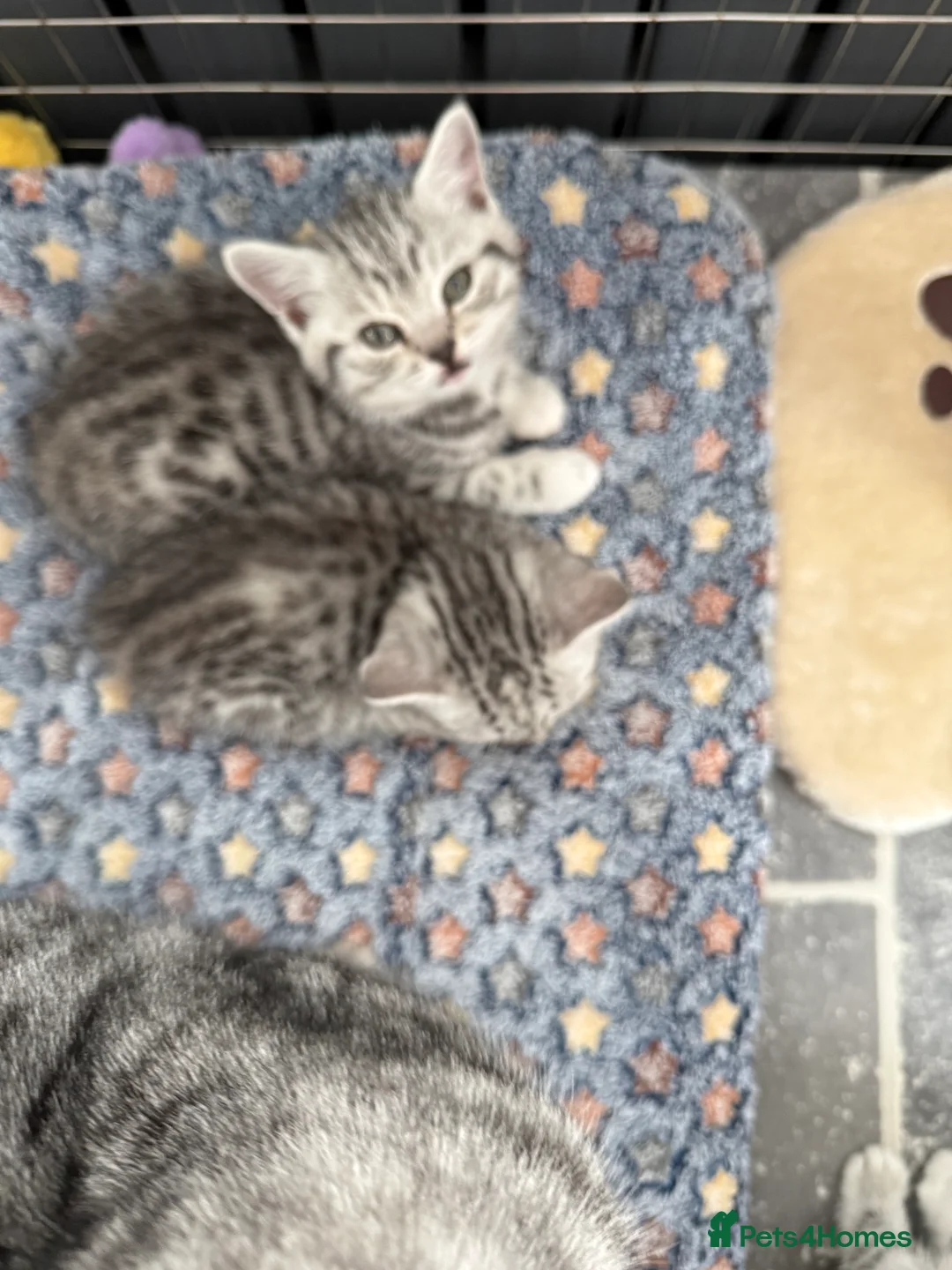 British Shorthair cats for sale: British Shorthair Silver Kittens  - Advert 2