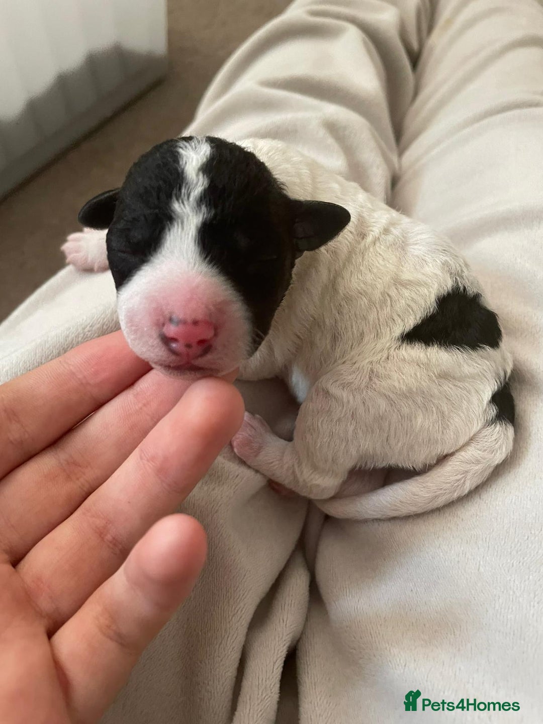 Jackapoo dogs for sale: @@GORGEOUS JACKAPOO PUPPIES@@ - Image 18