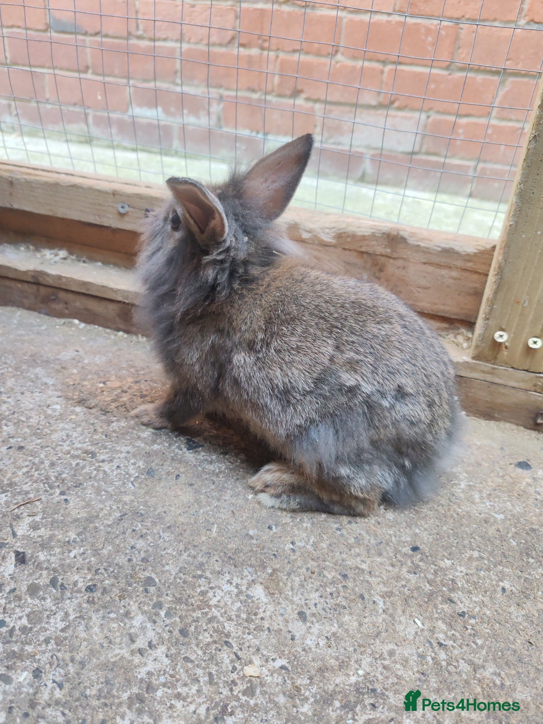 Mixed Breed rabbits for sale: Rabbit babies - Image 8