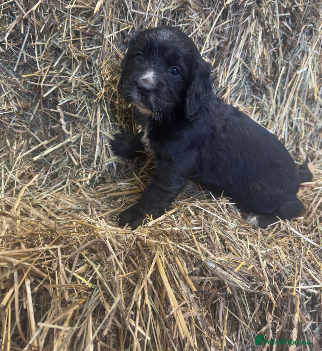 Cocker Spaniel dogs for sale: Health Tested Clear KC Registered Working Cockers - Advert 16