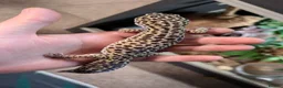 Gecko reptiles for sale: Leopard Gecko Male + Enclosure  - Advert 3