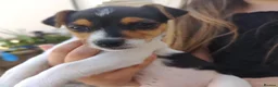 Jack Russell dogs for sale: Fast Feet, Bright Minds & Loving Hearts in Glasgow - Advert 3