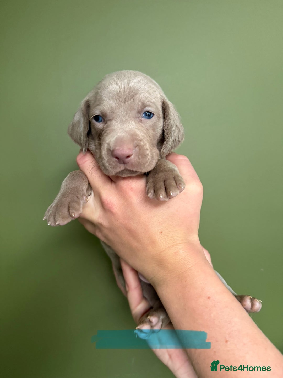 Weimaraner dogs for sale: KC Registered Weimaraner Puppies  - Advert 6