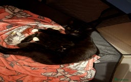 Mixed Breed cats for sale: Beautiful male kitten.  - Image 5