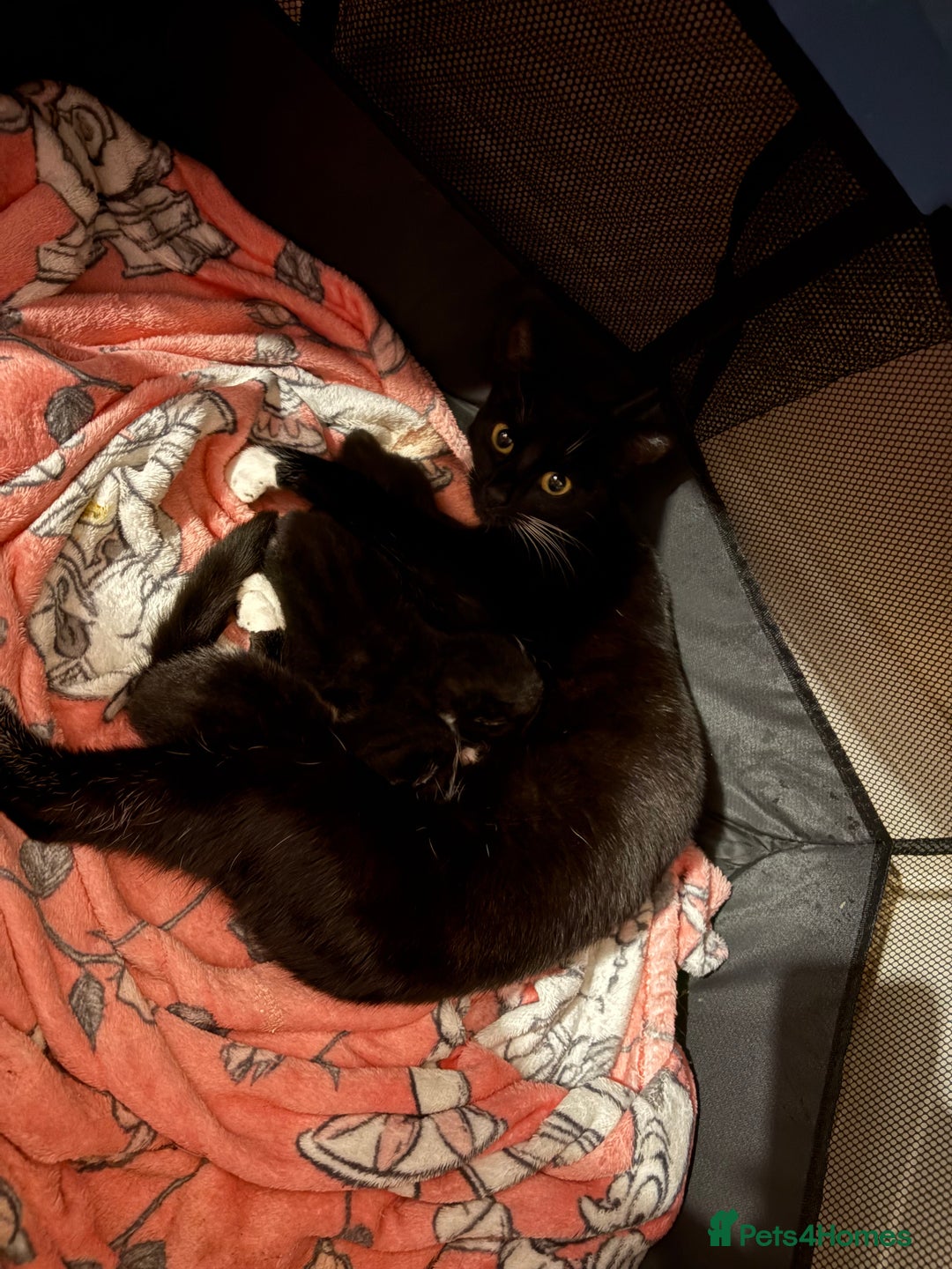 Mixed Breed cats for sale: Beautiful male kitten.  - Image 5