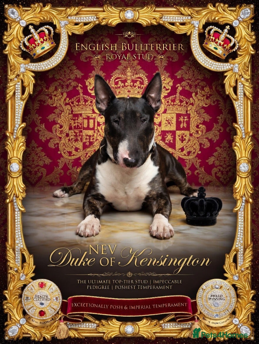 English Bull Terrier dogs English bull terrier stud proven - Advert 11