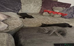 British Shorthair cats for sale: 1 Grey and 2 Black kittens - Image 4