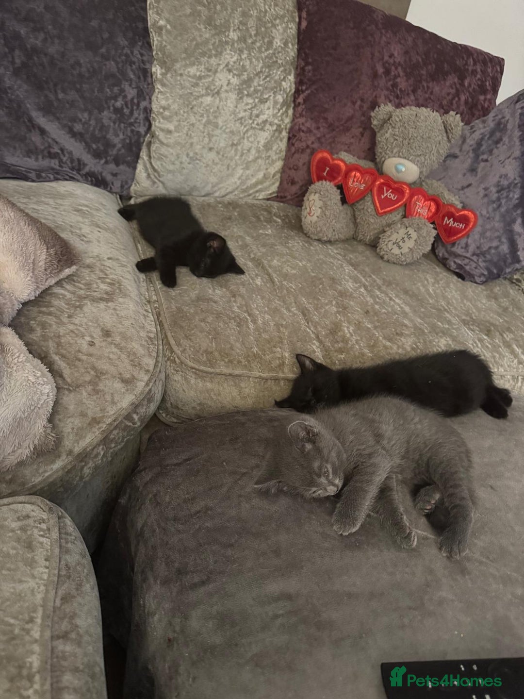 British Shorthair cats for sale: 1 Grey and 2 Black kittens - Image 4