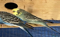 Budgerigars birds for sale: Reserved 2 pairs of budgies (please read full) - Image 2