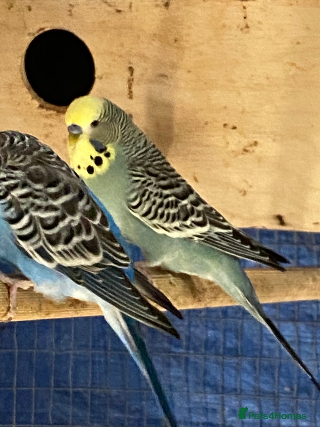Budgerigars birds for sale: Reserved 2 pairs of budgies (please read full) - Image 2