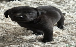 Labrador Retriever dogs for sale: Ready now beautiful Labrador retriever puppies - Image 7