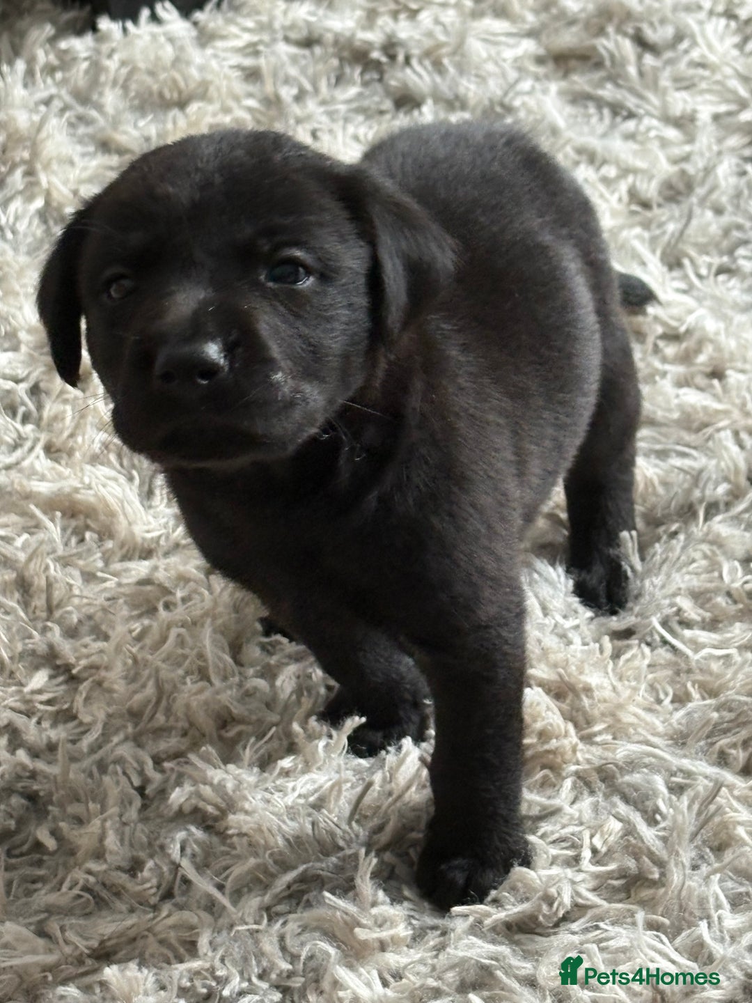 Labrador Retriever dogs for sale: Ready now beautiful Labrador retriever puppies - Image 7