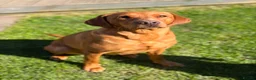 Labrador Retriever dogs for sale: Stunning Labrador puppies  - Advert 1