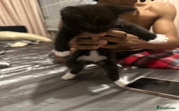 American Shorthair cats for sale: Beautiful kittens for sale - Image 3