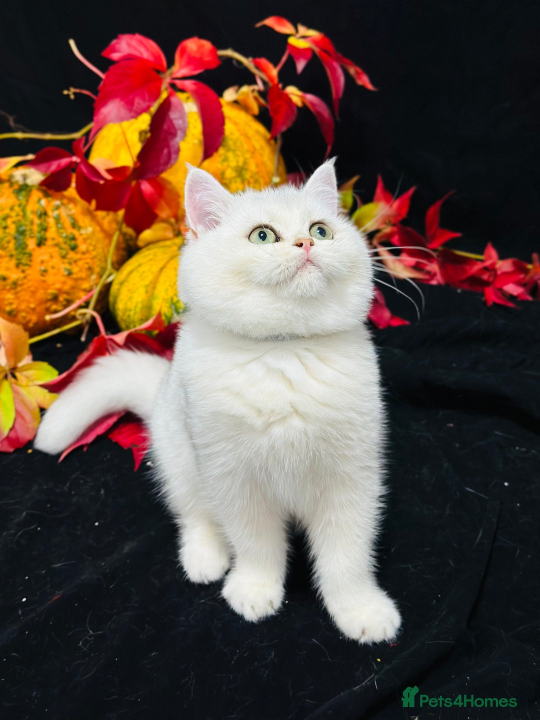British Shorthair cats for sale: Tica British short hair kittens  - Image 13